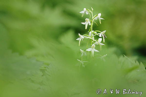 Storczyk, Podkolan biały, Plantathera bifolia