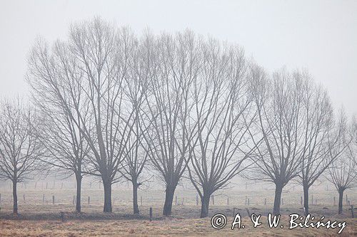 Wierzby w porannej mgle nad Narwią koło wsi Zajki, Podlasie