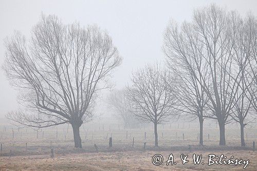 Wierzby w porannej mgle nad Narwią koło wsi Zajki, Podlasie