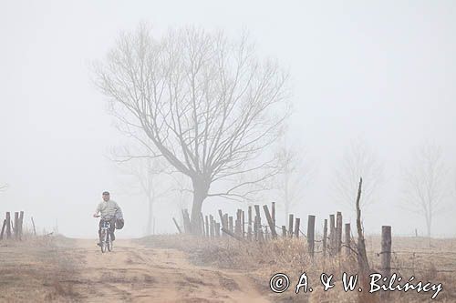 W porannej mgle na polnej drodze nad Narwią koło wsi Zajki, Podlasie