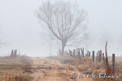 W porannej mgle na polnej drodze nad Narwią koło wsi Zajki, Podlasie