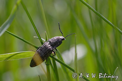podrzut szary Adelocera murina