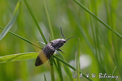 podrzut szary Adelocera murina