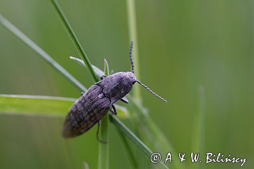 podrzut szary Adelocera murina