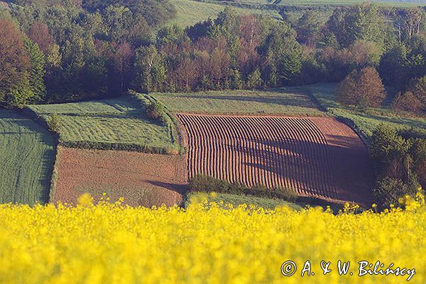 Pola, Pogórze Dynowskie