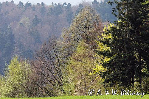 las koło wsi Niewistka, Pogórze Dynowskie