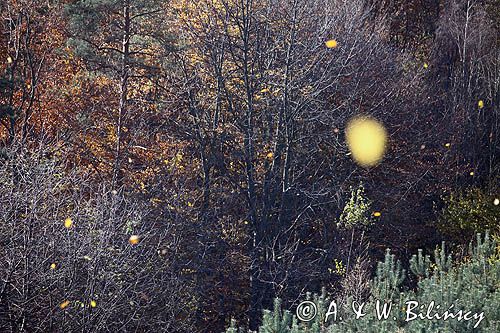 lecące liście z drzew, jesienny las koło Niewistki, Pogórze Dynowskie