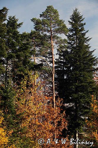 jesienny las koło Niewistki, Pogórze Dynowskie