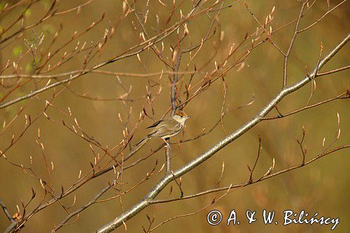 Kapturka, Sylvia atricapilla, samica