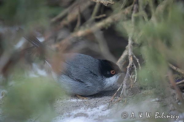Pokrzewka aksamitna, Sylvia melanocephala, Curruca melanocephala, samiec