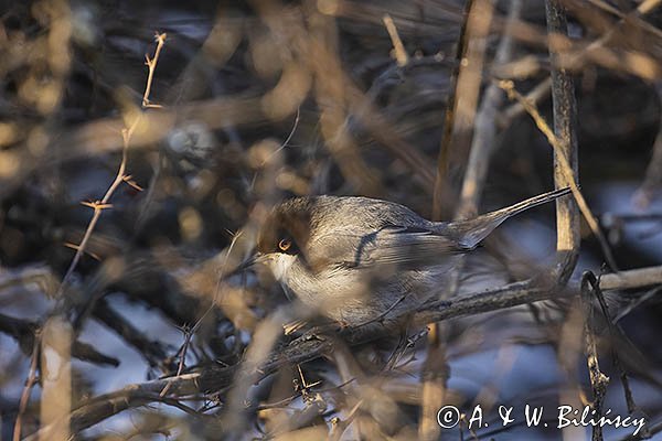 Pokrzewka aksamitna, Sylvia melanocephala, Curruca melanocephala, samiec