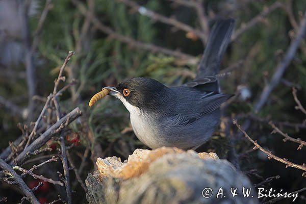 Pokrzewka aksamitna, Sylvia melanocephala, Curruca melanocephala, samiec