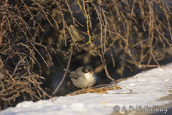 Pokrzewka aksamitna, Sylvia melanocephala, Curruca melanocephala, samiec