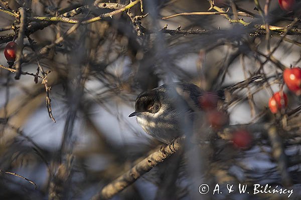 Pokrzewka aksamitna, Sylvia melanocephala,  Curruca melanocephala, samiec