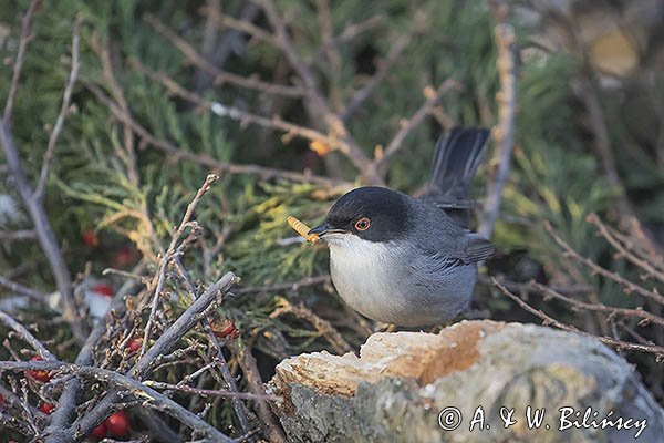 Pokrzewka aksamitna, Sylvia melanocephala, Curruca melanocephala, samiec
