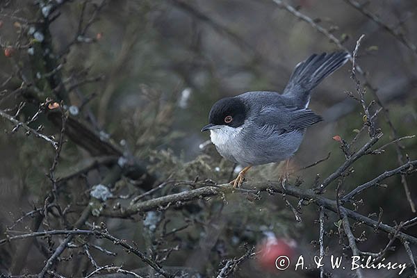 Pokrzewka aksamitna, Sylvia melanocephala, Curruca melanocephala, samiec