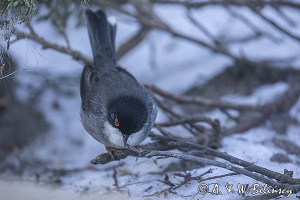 Pokrzewka aksamitna, Sylvia melanocephala, Curruca melanocephala, samiec
