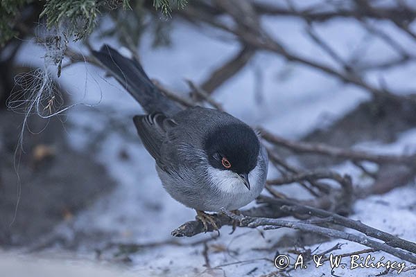 Pokrzewka aksamitna, Sylvia melanocephala, Curruca melanocephala, samiec