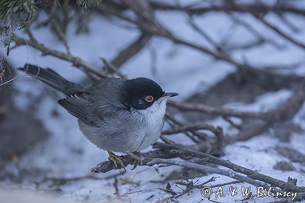 Pokrzewka aksamitna, Sylvia melanocephala, Curruca melanocephala, samiec