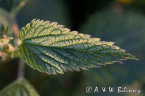 pokrzywa zwyczajna, Urtica dioica