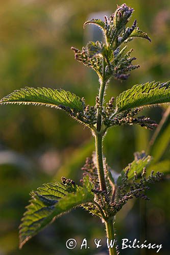 pokrzywa zwyczajna, Urtica dioica