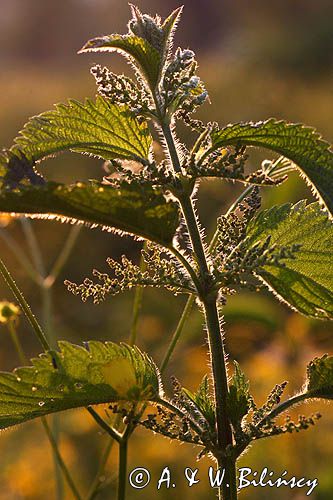 pokrzywa zwyczajna, Urtica dioica