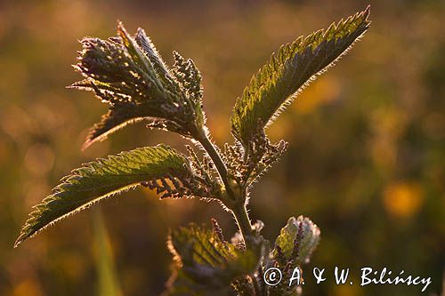 pokrzywa zwyczajna, Urtica dioica