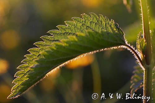 pokrzywa zwyczajna, Urtica dioica