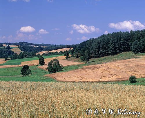pola, pole owsa w Dolinie Łeby koło Strzepcza