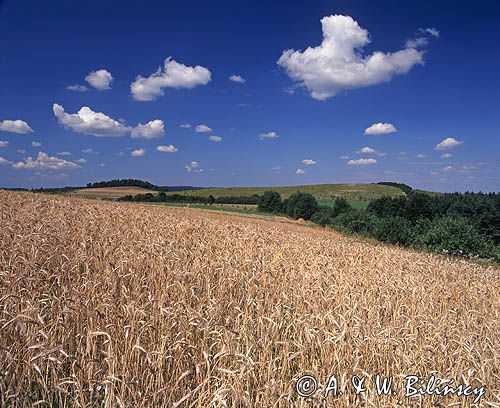 pole żyta, Pogórze Przemyskie