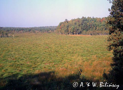 Poleski Park Narodowy, Durne Bagno