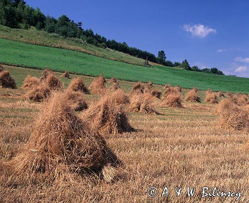 snopki zboża na polu, Przedgórze Bieszczadzkie