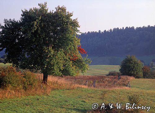 Polna bieszczadzka grusza