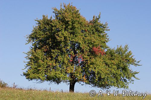 grusza polna = grusz pospolita = grusza domowa / Pyrus pyraster = Pyrus communis/