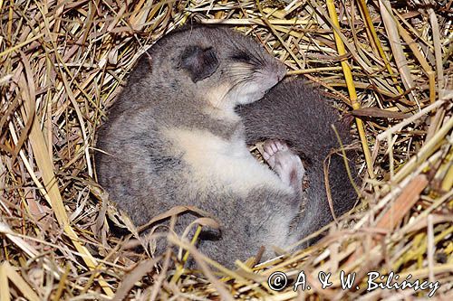 Śpiąca, hibernująca popielica Glis glis