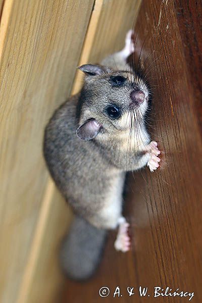 Popielica Glis glis