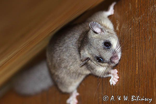 popielica Glis glis