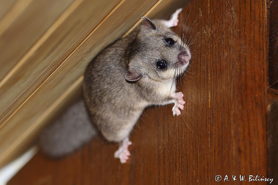 Popielica Glis glis