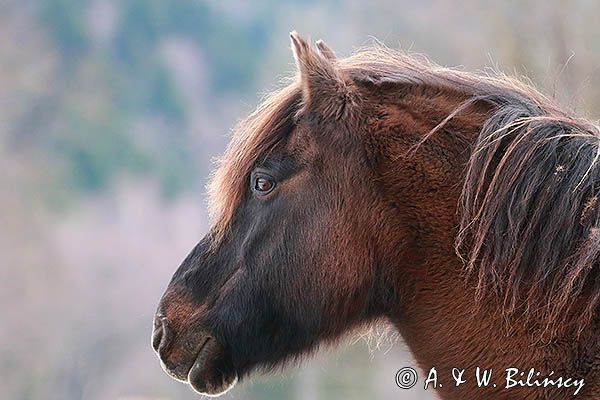 hucuł Otryt portret, Bieszczady