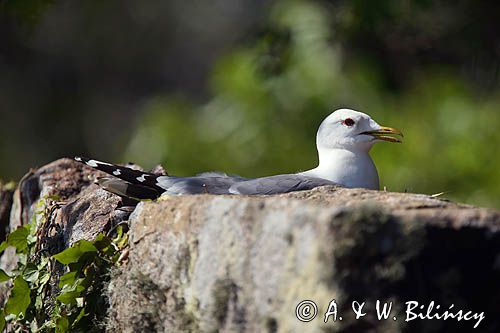 Mewa siwa, mewa pospolita, Larus canus