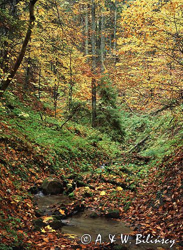 potok w Bieszczadach