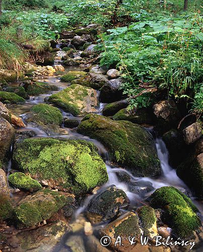 Miętusi potok w Tatrach, Tatrzański Park Narodowy
