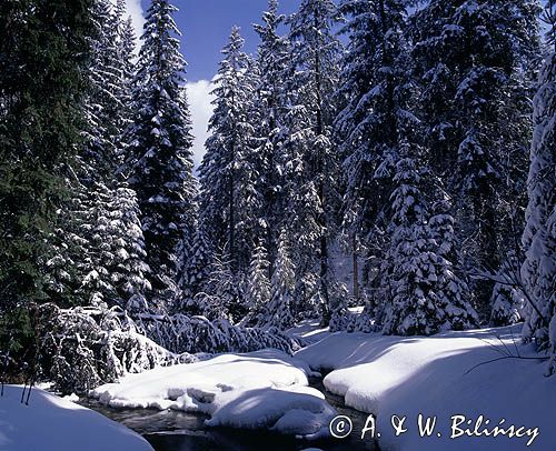 Filipczański Potok Tatry