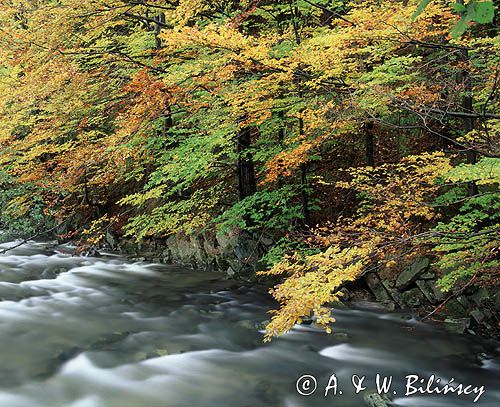 potok Nasiczański, Park Krajobrazowy Doliny Sanu, Bieszczady