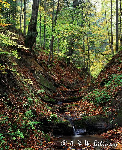 potok w Bieszczadach