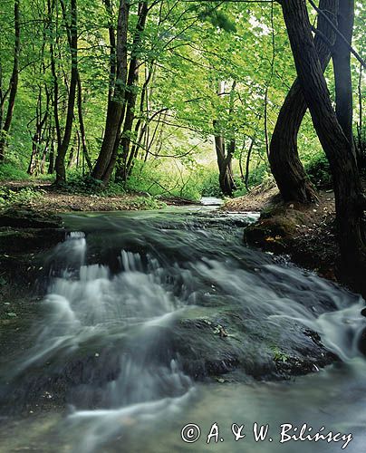 potok w Dolinie Będkowskiej, Park Krajobrazowy Dolinki Krakowskie