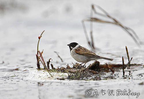 Potrzos zwyczajny) Emberiza schoeniclus)