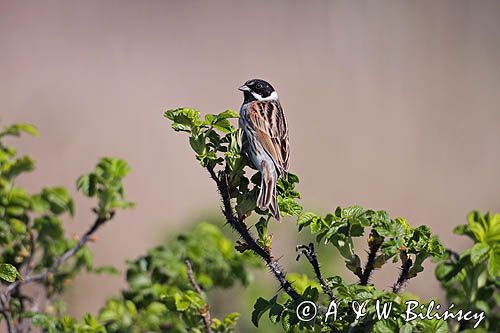 Potrzos zwyczajny, Emberiza schoeniclus