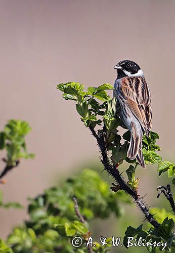 Potrzos zwyczajny, Emberiza schoeniclus