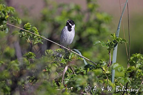 Potrzos zwyczajny, Emberiza schoeniclus